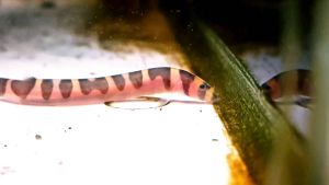 kuhli loach | Live animal