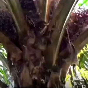 KLS PALM KING PRO: Peralatan Kebun Sawit Berkualitas dari Malaysia