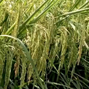 Benih Padi Jasmine Thailand Asli bibit padi tailan original netto 1 kg