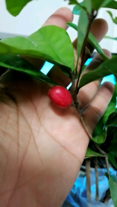 ต้นมิราเคิล