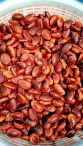 100 gr biji sengon kering - biji sengon Buto - biji bibit sengon - buah sengon