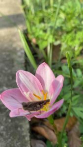 บันดิน พันธุ์ สวีตฮาร์ท-Sweet Heart เป็นชุด