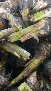 หน่อกล้วยหอมทองปทุม 10 หน่อ