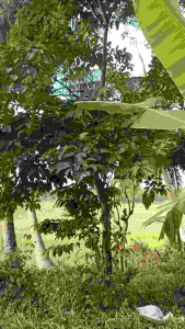 Dried and Fresh Banaba Leaves - (10pcs 25pcs 50pcs)