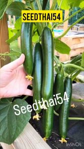 เมล็ดแตงกวาดัช เมล็ดแท้ นำเข้า ของแท้บรรจุ30 เมล็ด🥒