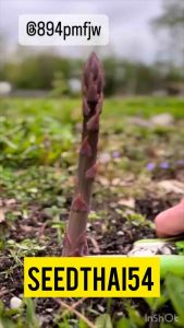 เมล็ดหน่อไม้ฝรั่งหน่อไม้ฝรั่งม่วงสีม่วงแท้