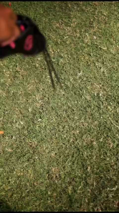 Sepatu Bola Morro Classic Hitam Lis Pink: Kualitas Tinggi & Desain Modern