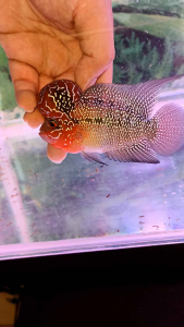 NEW 3.5~4inch VIP SUPER RED DRAGON BIG KOK  FLOWER HORN NICE FISH..BIG KOK ..pearl cross head...COLOUR RED..big kok..3吋多4吋精选鸿运超级红大水头罗汉靓鱼..头型超大..珠纹包头..美..