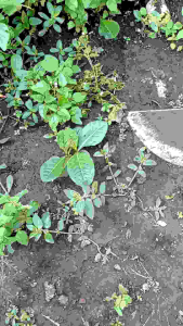 Kored Cangkul Mini Super Tajam: Lihat di Video Peralatan Berkebun