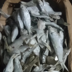 ikan asin kering bilis langsung hasil dari laut fress n segar di olah dengan bahan alami harga kemasan 1 kg ukuran campur besar sedang
