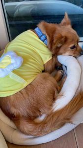 เสื้อกล้ามไข่ดาว, สีเขียว, สีเหลือง, สีส้ม, สำหรับน้องหมา, น้องแมว (พร้อมส่งจากไทย)