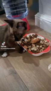 ตับไก่ ฟรีซดราย ขนาด100กรัม