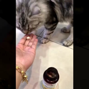 SUPERFOOD VITAMIN KUCING NO 1