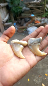 Koleksi kuku mcn Bandul kalung dan liontin natural