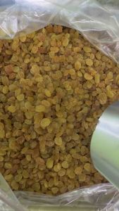 Golden Raisins 10kg Dried Fruit Premium Quality Nutritious Wholesale Pack