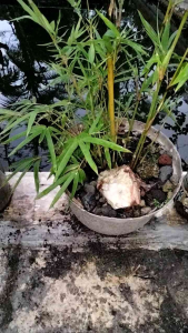 bibit bambu mini Jepang batang hijau