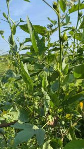 กระเจี๊ยบขาวจัมโบ้ 120 เมล็ด(สำหรับปลูก)