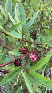 กระเจี๊ยบ ชุด3สายพันธุ์ ม่วงจัมโบ้ ขาวจัมโบ้ แดงจัมโบ้  สีละ50 เมล็ด