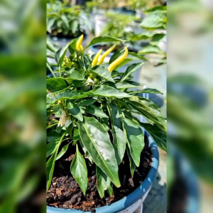 5 BIJI BENIH CABE HIAS RED MEDUSA (Bisa konsumsi )