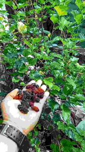 Mulberry Rooted 100% Buhay na Legit Illinois Mabilis Mag Bunga Plant