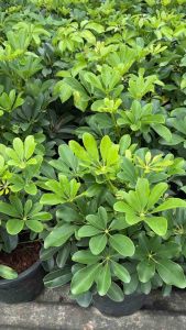 #ต้นหนวดปลาหมึก ต้นไม้ที่คนรักการจัดสวนต้องรู้จัก ชื่อภาษาอังกฤษ Umbrella Tree Octopus tree   ต้นหนวดปลาหมึก มีถิ่นกำเนิดในรัฐควีนส์แลนด์ ปาปัวนิวกินี และอินโดนีเซีย เป็นไม้พุ่มที่มีความสูงประมาณ 2 เมตร เจริญเติบโตเร็วมาก ใบมีสีเขียวเป็นมัน ต้นหนวดปลาหมึ