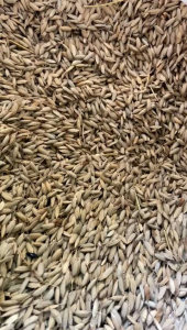 Benih padi ketan hitam super unggul 500 gram
