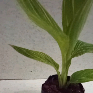 Tanaman hias pisang cana / pohon pisang cana