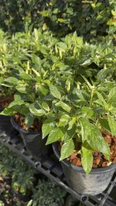 พริกงาช้างใบด่าง มี 2 ขนาดให้เลือก 5-8 นิ้ว