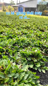 COMBO 2m2 (tặng kèm lọ kích rễ )Cỏ lá rừng thái  ship toàn quốc nhanh chóng