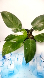 Philodendron White Princess