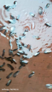 bibit gurame soang size nguaci isi 50ekor