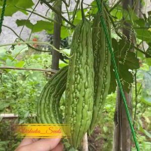 [Virladia Seeds] Biji Benih tanaman Pare | Paria