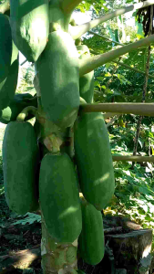 pepaya muda pepaya sayur segar