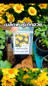 1000 เมล็ด เก๊กฮวยเหลือง เมล็ดเก๊กฮวยเหลือง เมล็ดเก๊กฮวย เมล็ดพันธุ์เก๊กฮวย เก๊กฮวย