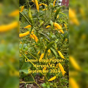 5 BUTIR BIJI BENIH CABE LEMON DROP PEPPER