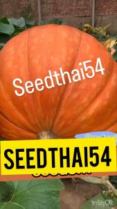 เมล็ดฟักทองใหญ่ยักษ์เมล็ดฟักทองยักษ์ 10เมล็ด Big Boon Pumpkin Big Max Pumpkin Original สายพันธุ์ OP