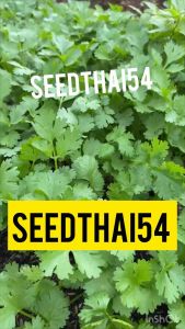 เมล็ดผักชี คุณภาพดี ผักชีไทย หอมมากกอใหญ่ 500-700เมล็ด