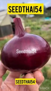 เมล็ดพันธุ์ หอมแขกยักษ์ 🍠เมล็ดหัวใหญ่ไม่ฉุนบรรจุ600-800เมล็ด