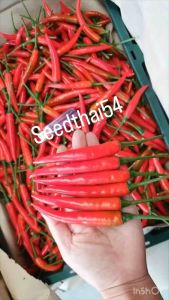 เมล็ดพริกจินดาแดง200-300เมล็ด 🥬ปลูกง่าย เมล็ดสวยรสเผ็ด