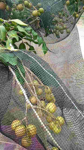 Bungkus Buah di Pohon Ukuran 35 x 55 cm Lengkap Dengan Tali Pengikat Brongsong Buah Klengkeng Matoah Dll