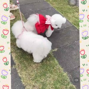 [READY STOCK] Pet Skirt Clothes Dog Cat Clothes Shirt t- shirt | Baju Kuching | 宠物衣服 猫狗衣服 裙子 无袖