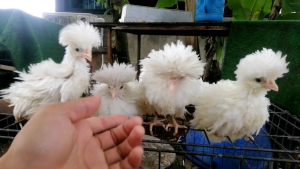 ไข่เชื้อไก่โปแลนจากอเมริกา