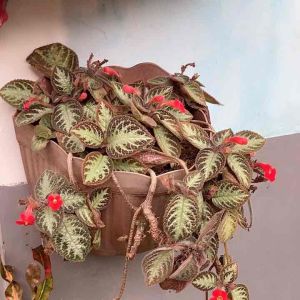 Begonia Buldru Hijau & merah