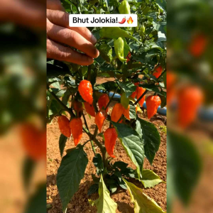 5 BIJI BENIH CABE SUPER PEDAS RED BHUT JOLOKIA