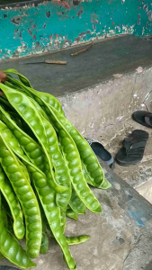 Pete / Petai Petik Dadakan 15 Papan