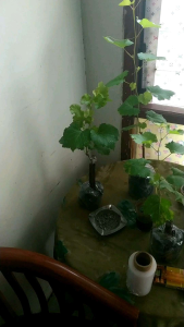 Bibit Anggur Import Dixon Garansi Valid 100%