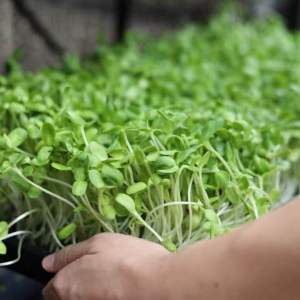 เมล็ดทานตะวันลายไทยไร่จำรัส 2568 บรรจุ5 กิโลกรัม