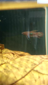 Betta Livida Sepang  (PAIRS)