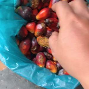 Borondolan sawit segar buat umpan mancing