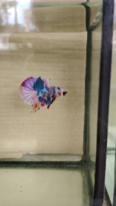 Haftmoon Plakat Betta Fish A2 - Pink Marble